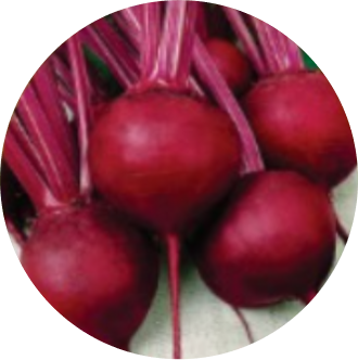 Beetroot F1 - Red Express